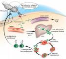 malaria life cycle